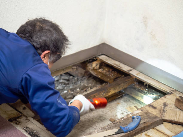 Best Crawl Space Mold Removal  in Norfolk, VA