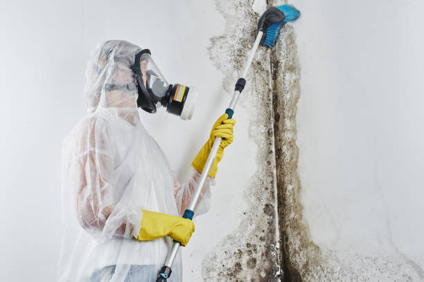 Office Mold Removal Services in Norfolk, VA