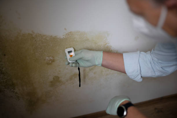 Best Black Mold Removal  in Norfolk, VA