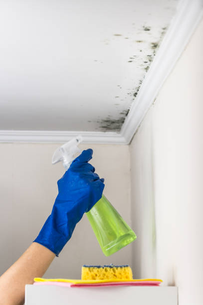 Best Residential Mold Removal  in Norfolk, VA